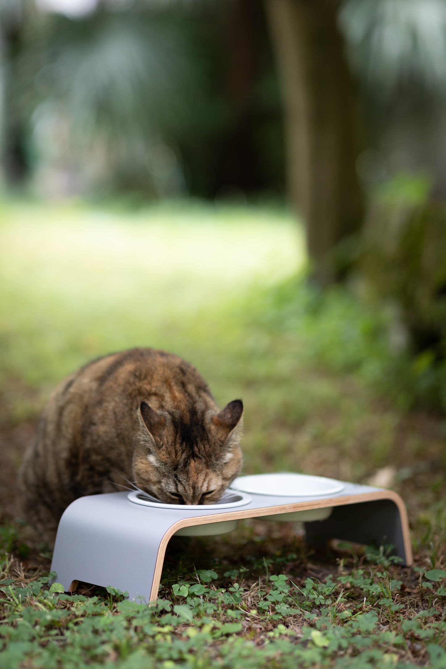 catBar grau mit Porzellan