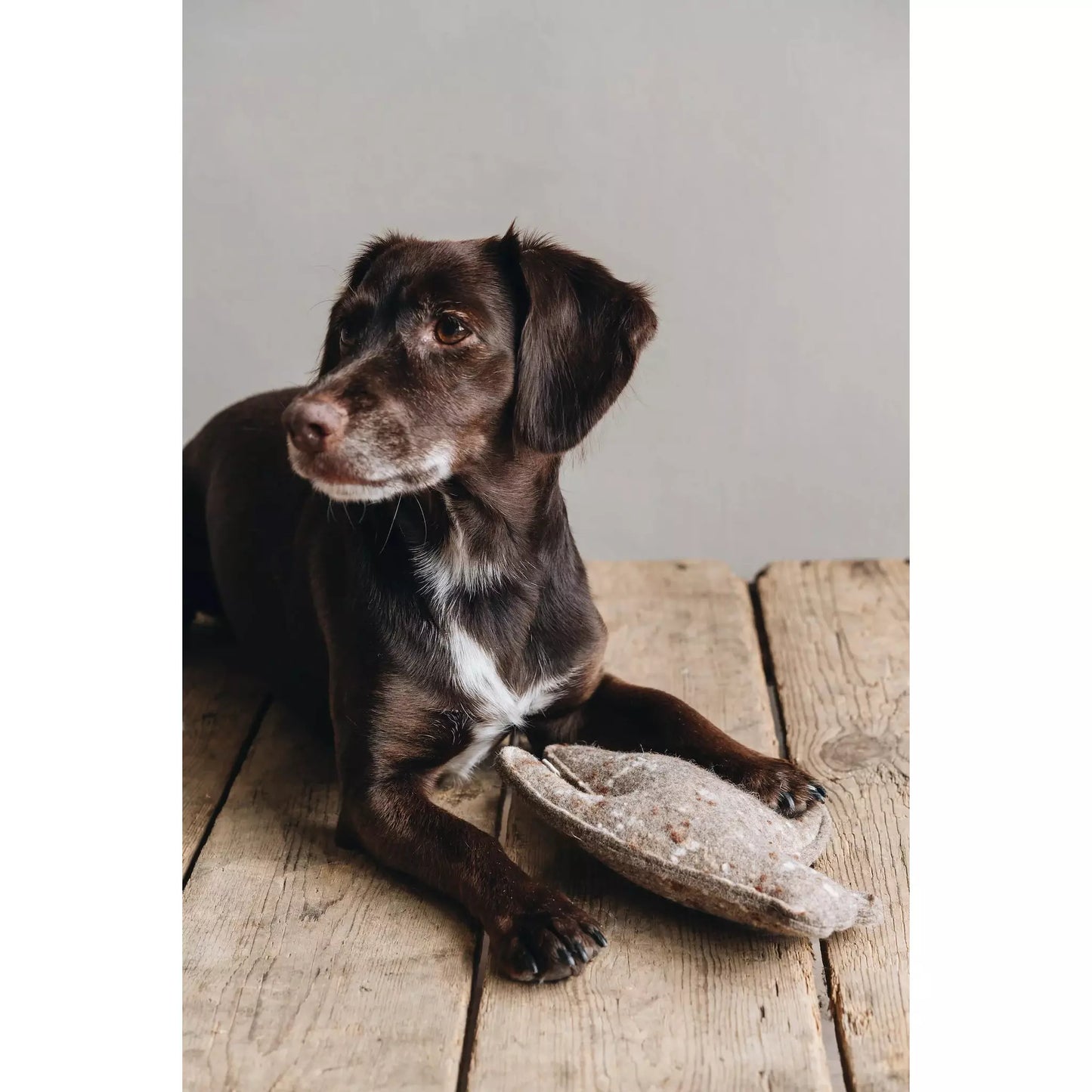 Hundespielzeug WOOL