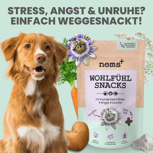 Wohlfühlsnacks für Hunde bei Stress, Angst, Unruhe