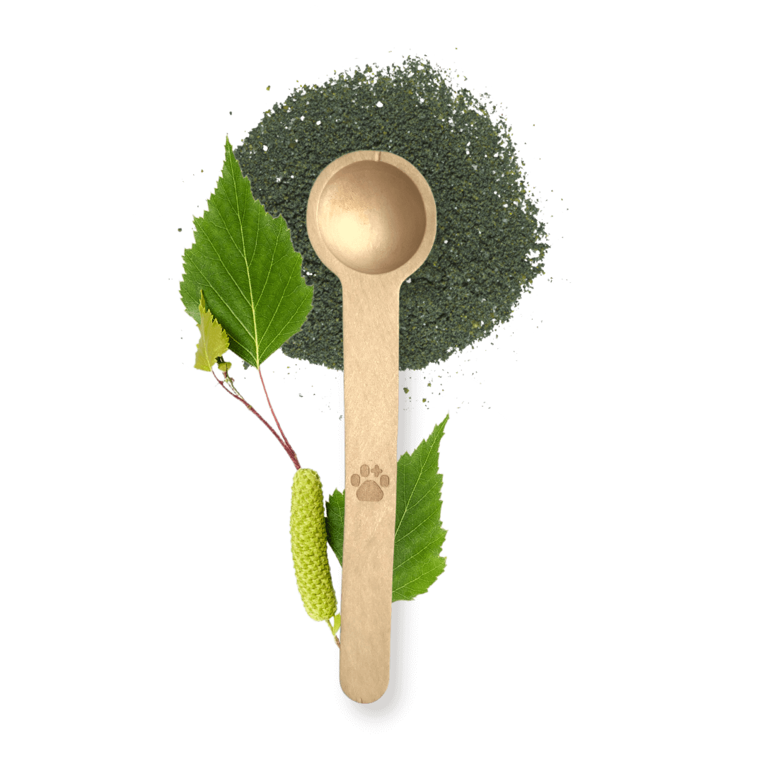 Messlöffel aus Birkenholz fasst genau 1g noms+ Pulver
