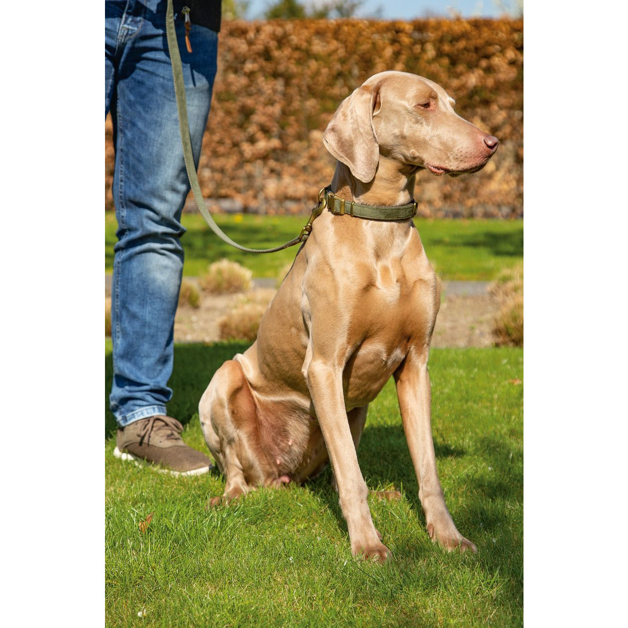 Hundehalsband Velura - Lottes Liebling 