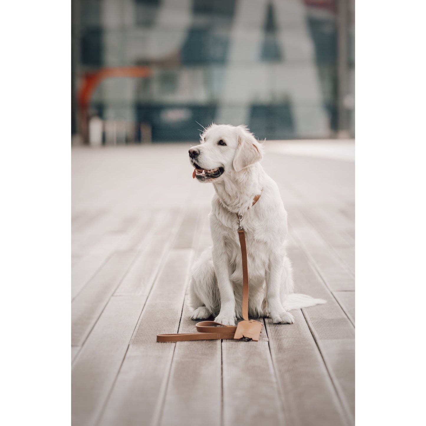 Set Leine Lussa + Kotbeutelspender Saku