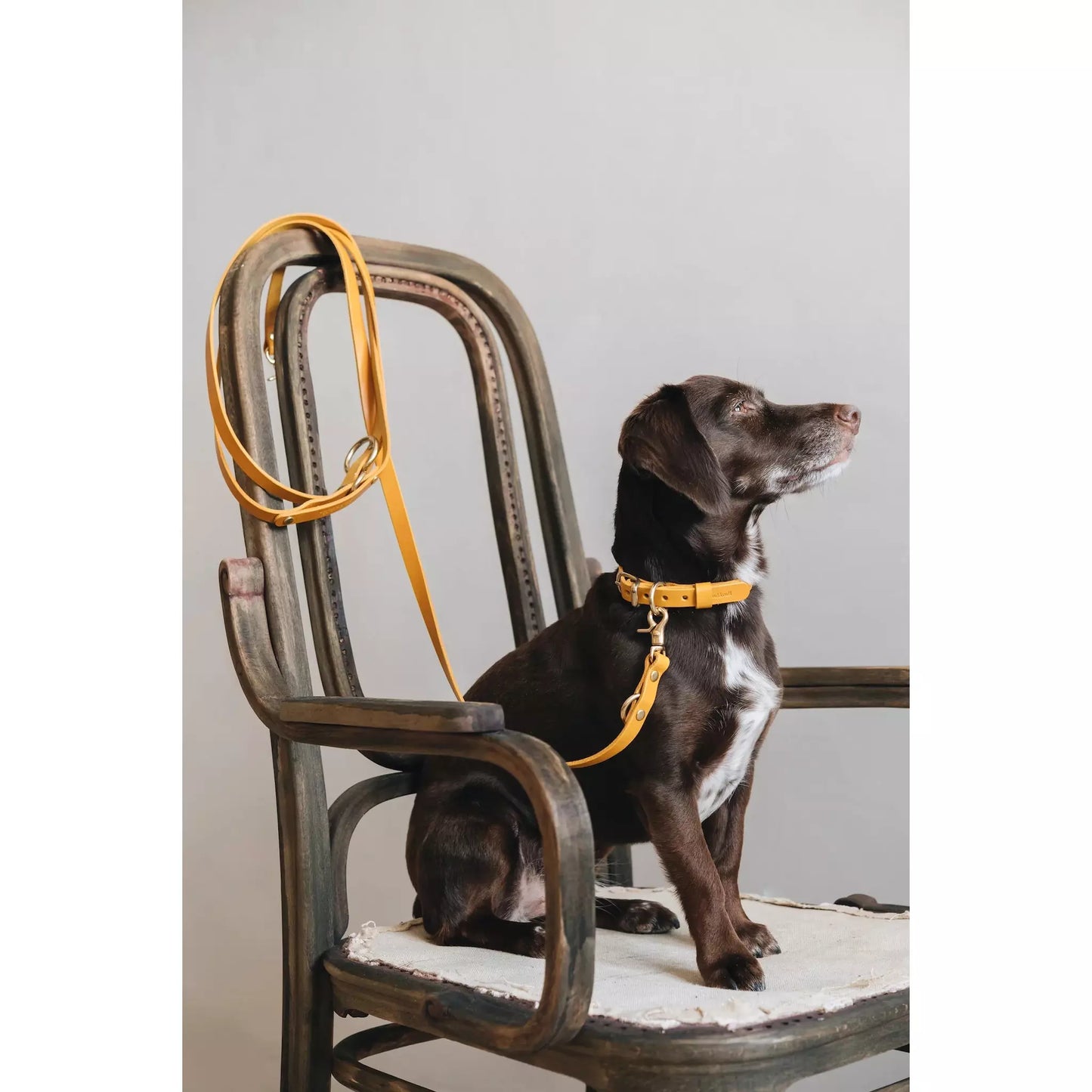 Hundehalsband Fir Air