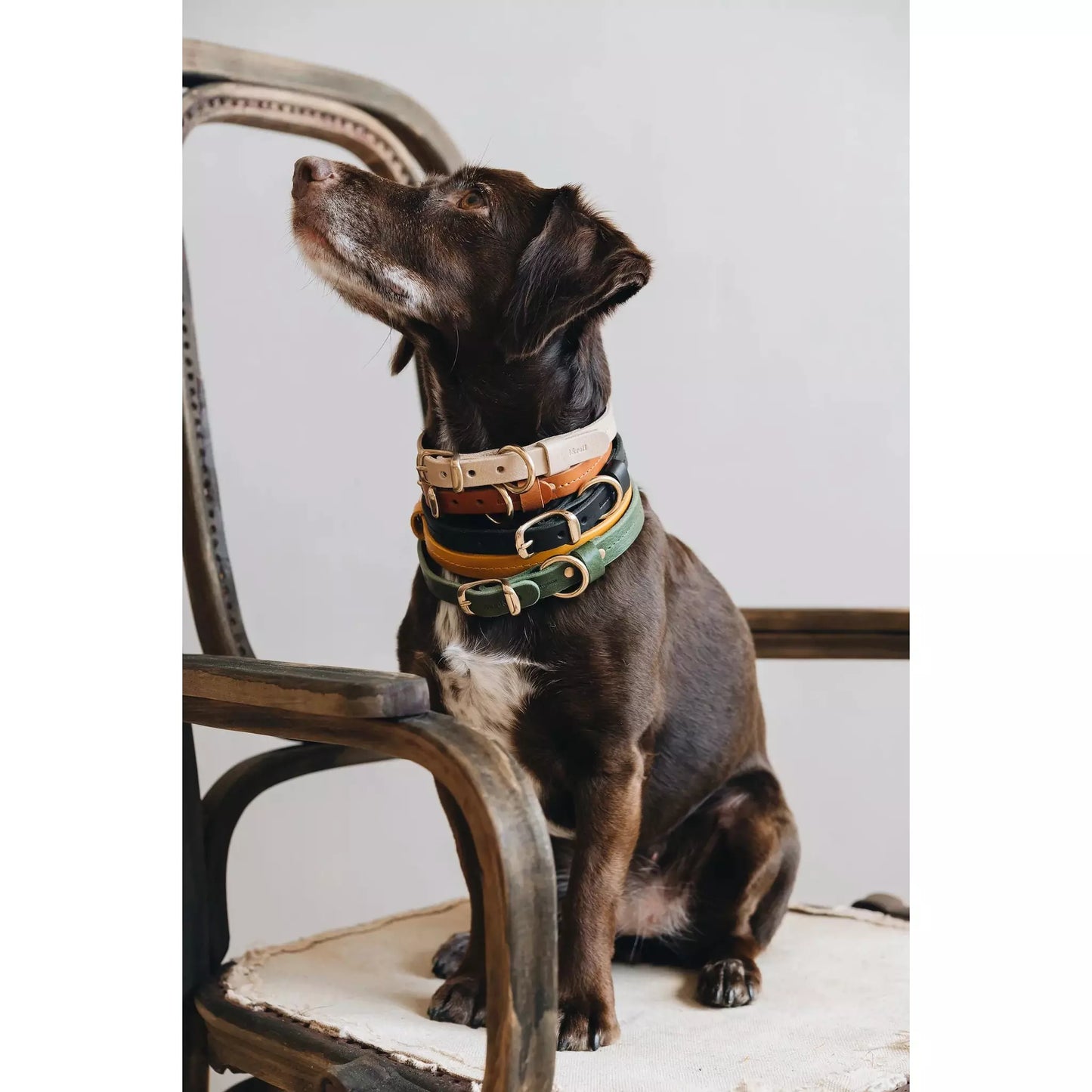 Hundehalsband Fir Air