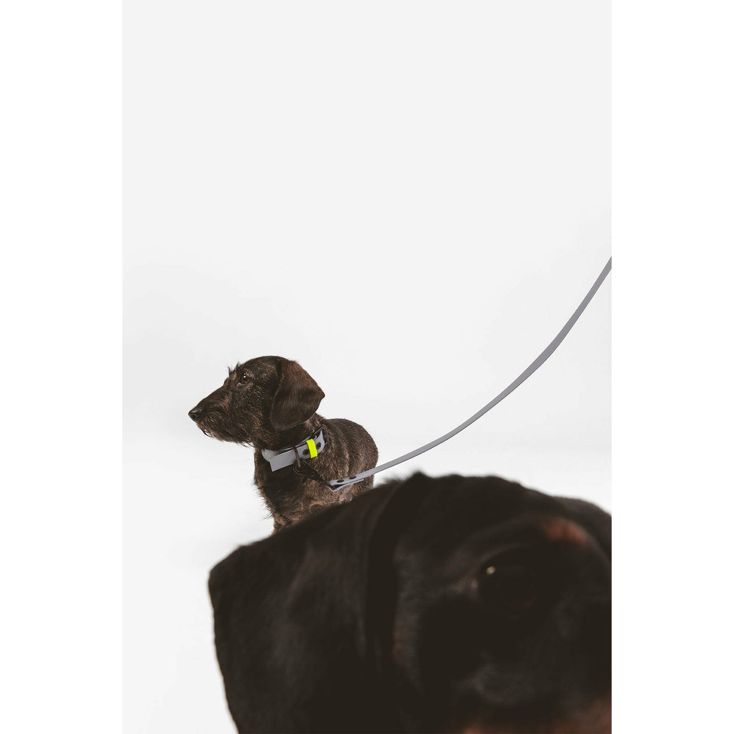 Hundeleine L01 pigeon