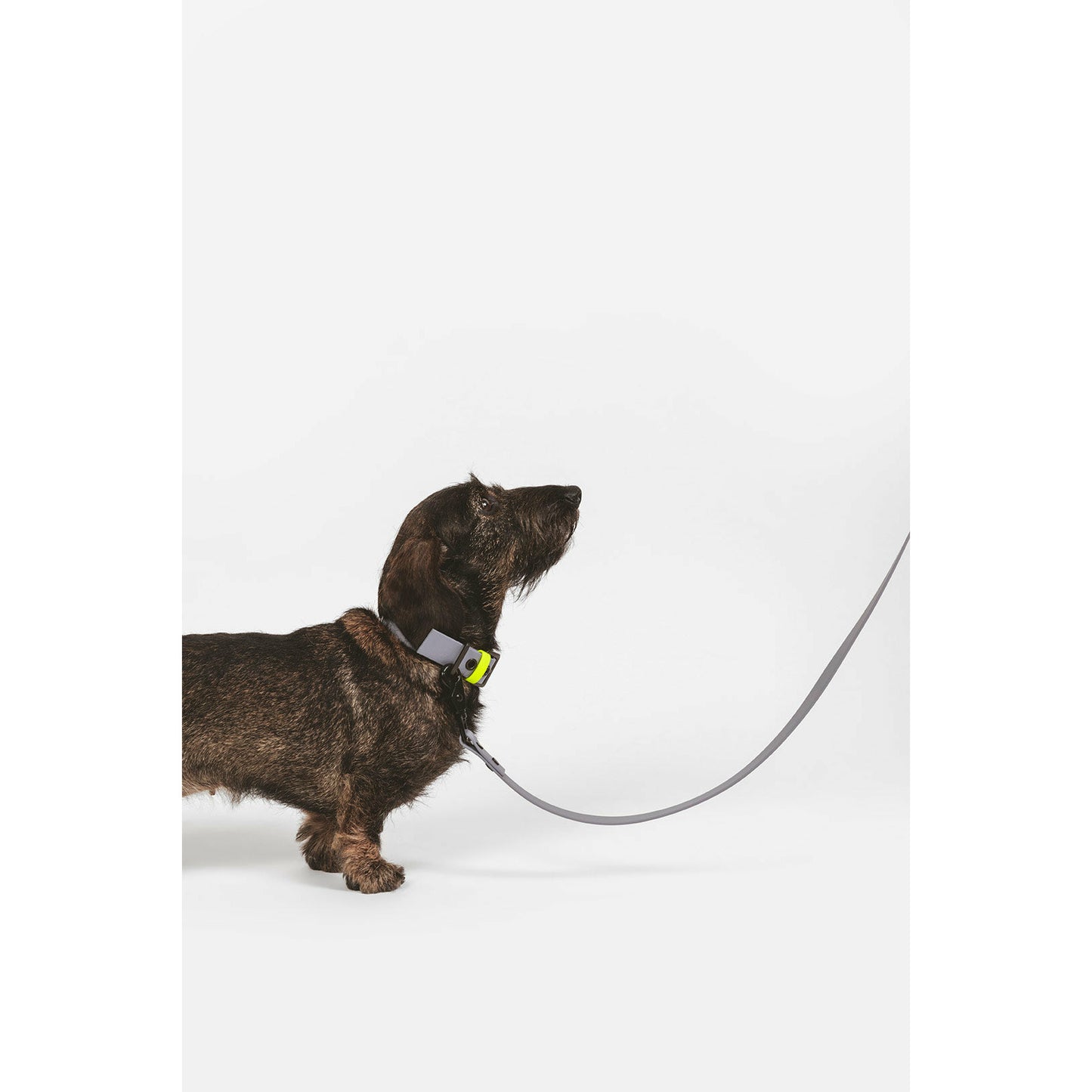 Hundeleine L01 pigeon