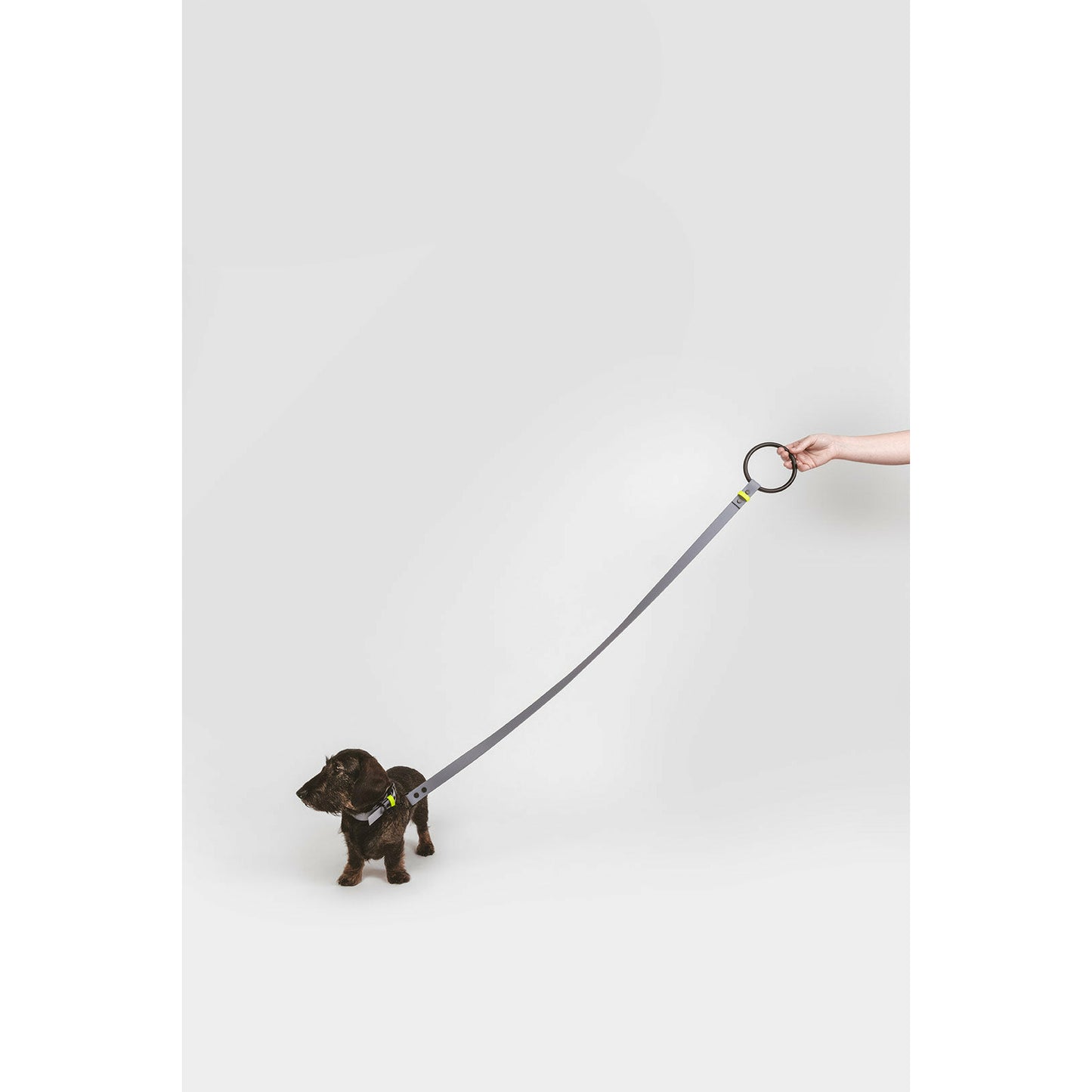 Hundeleine L01 pigeon