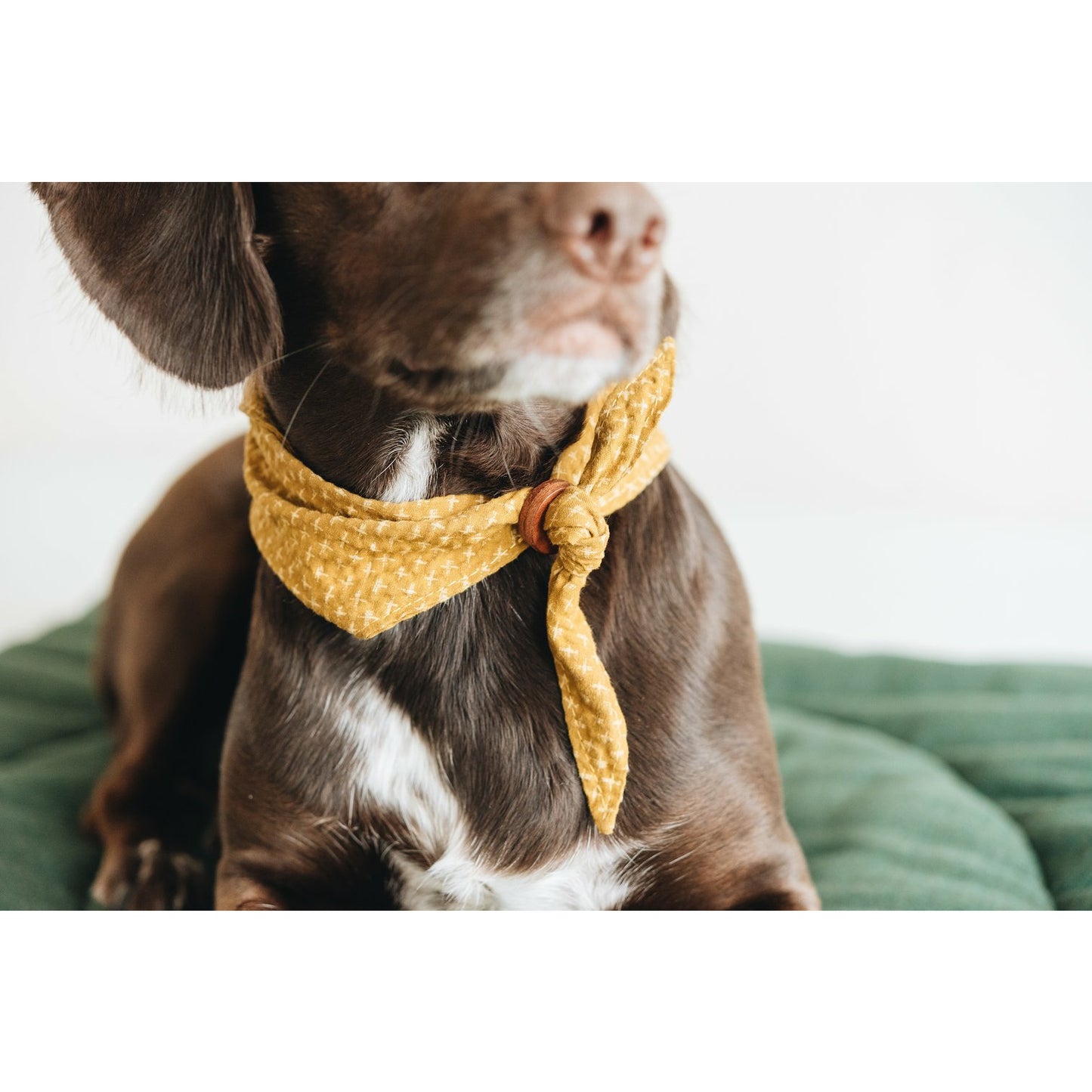 Hunde Bandana Tori