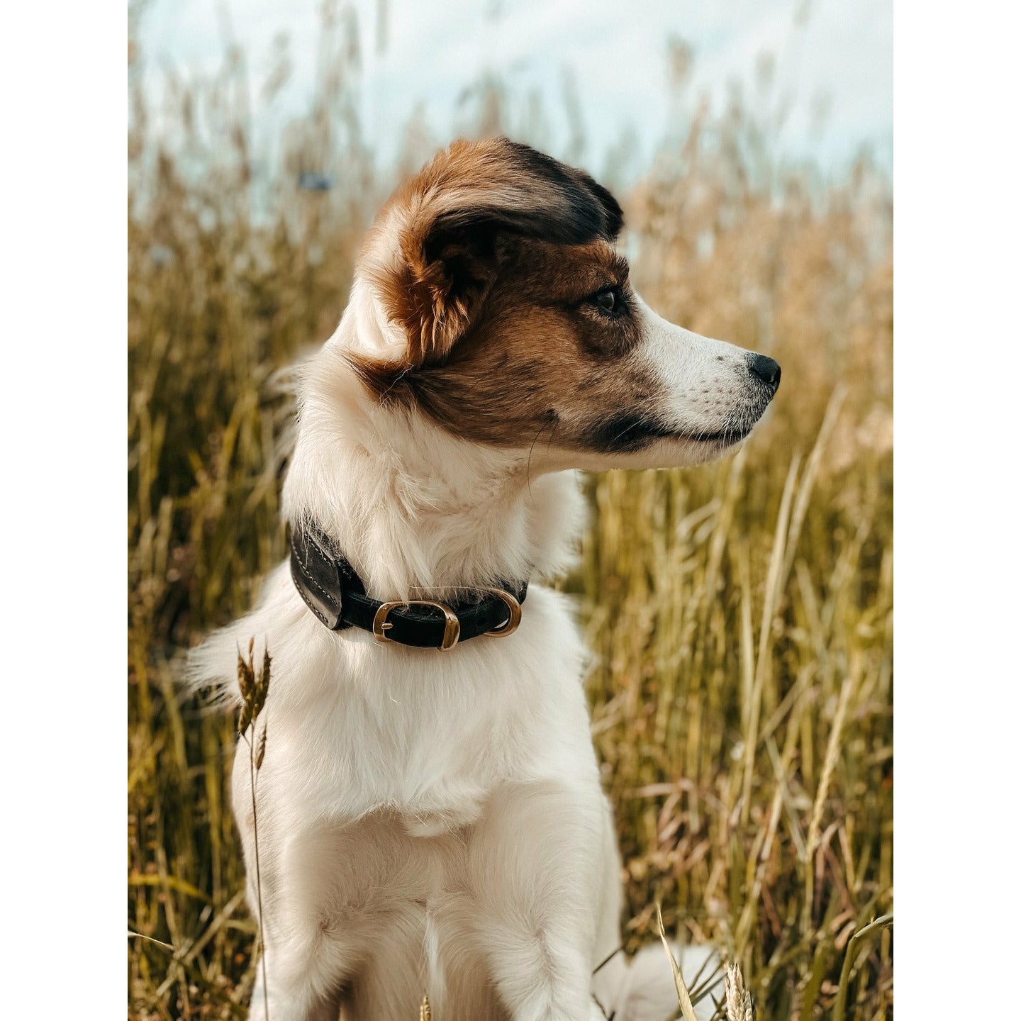 Hundehalsband Pine aus Leder und Wollfilz