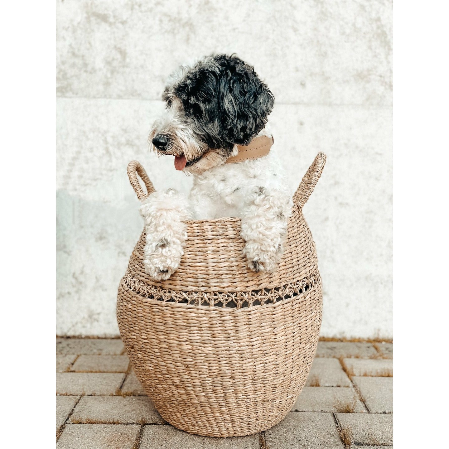 Hundehalsband Pine aus Leder und Wollfilz