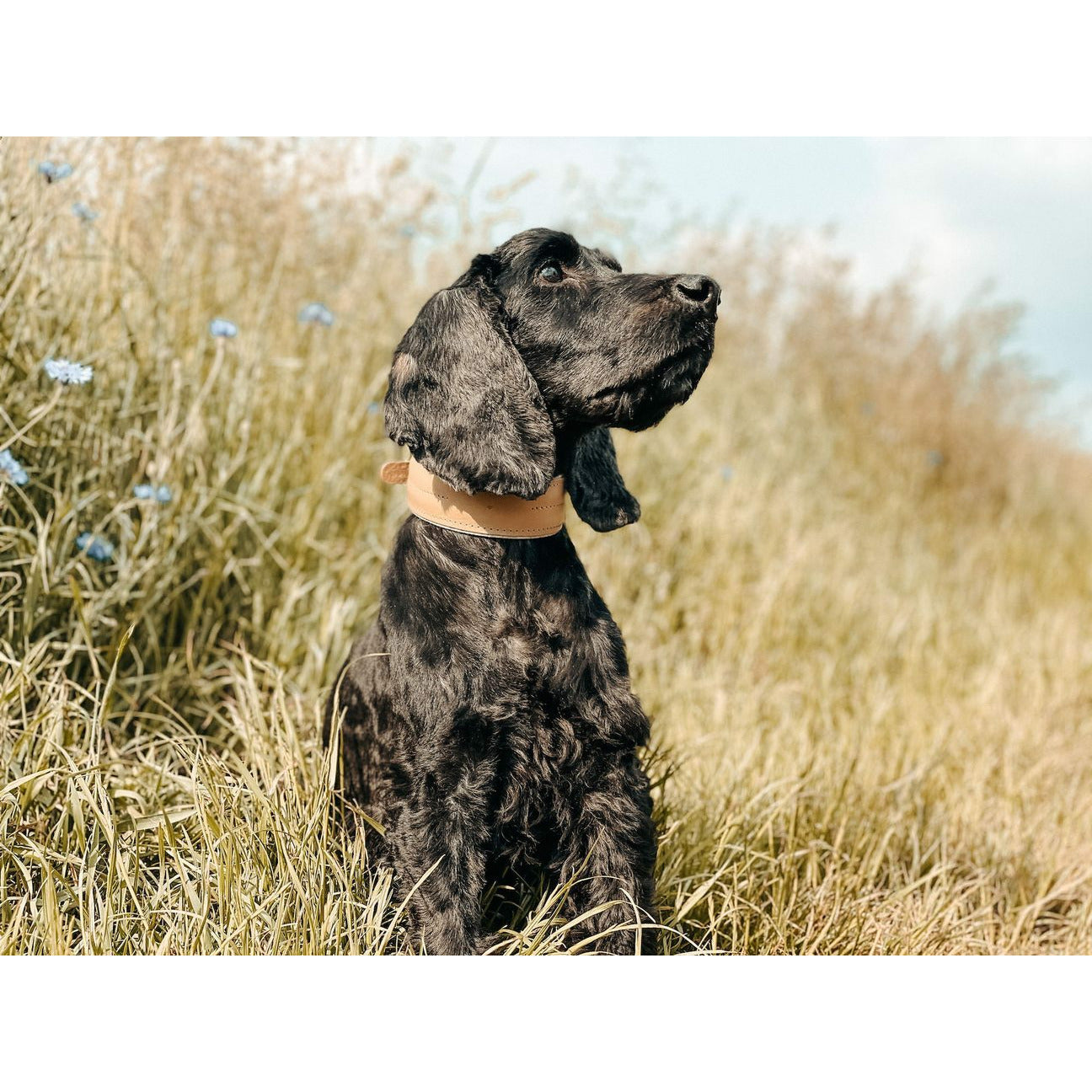 Hundehalsband Pine aus Leder und Wollfilz