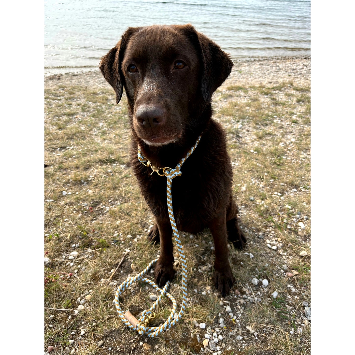 Hundeleine "Caramel"