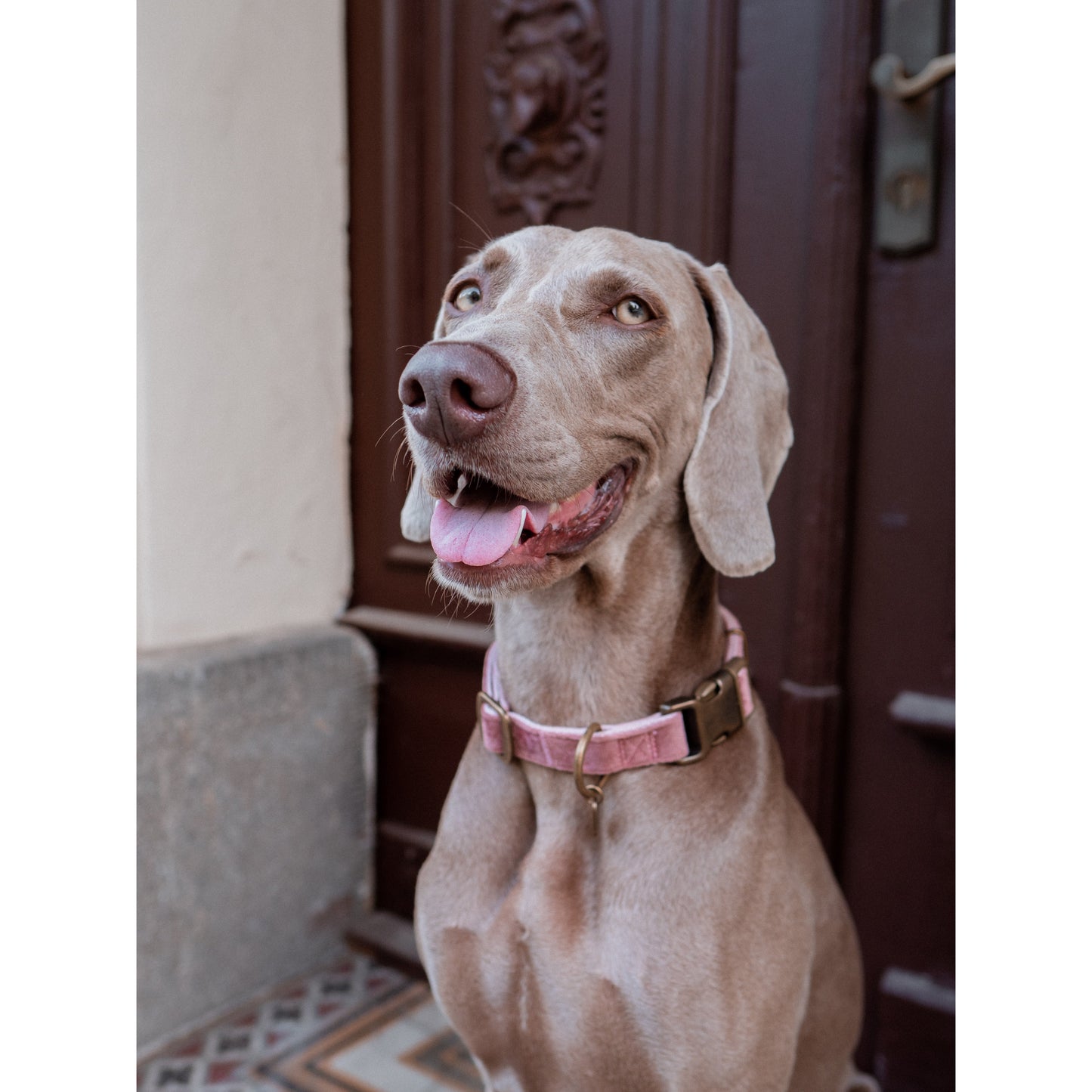 Hundehalsband Velura