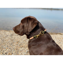 Load image into Gallery viewer, Hundehalsband Olive