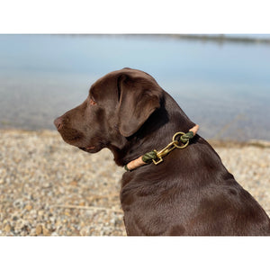 Hundehalsband Olive