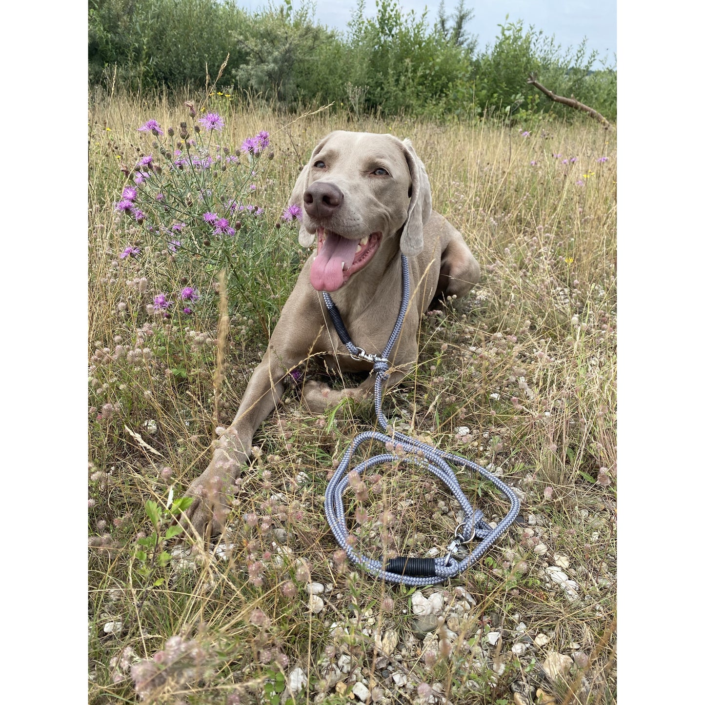 Hundeleine "Waschbär"