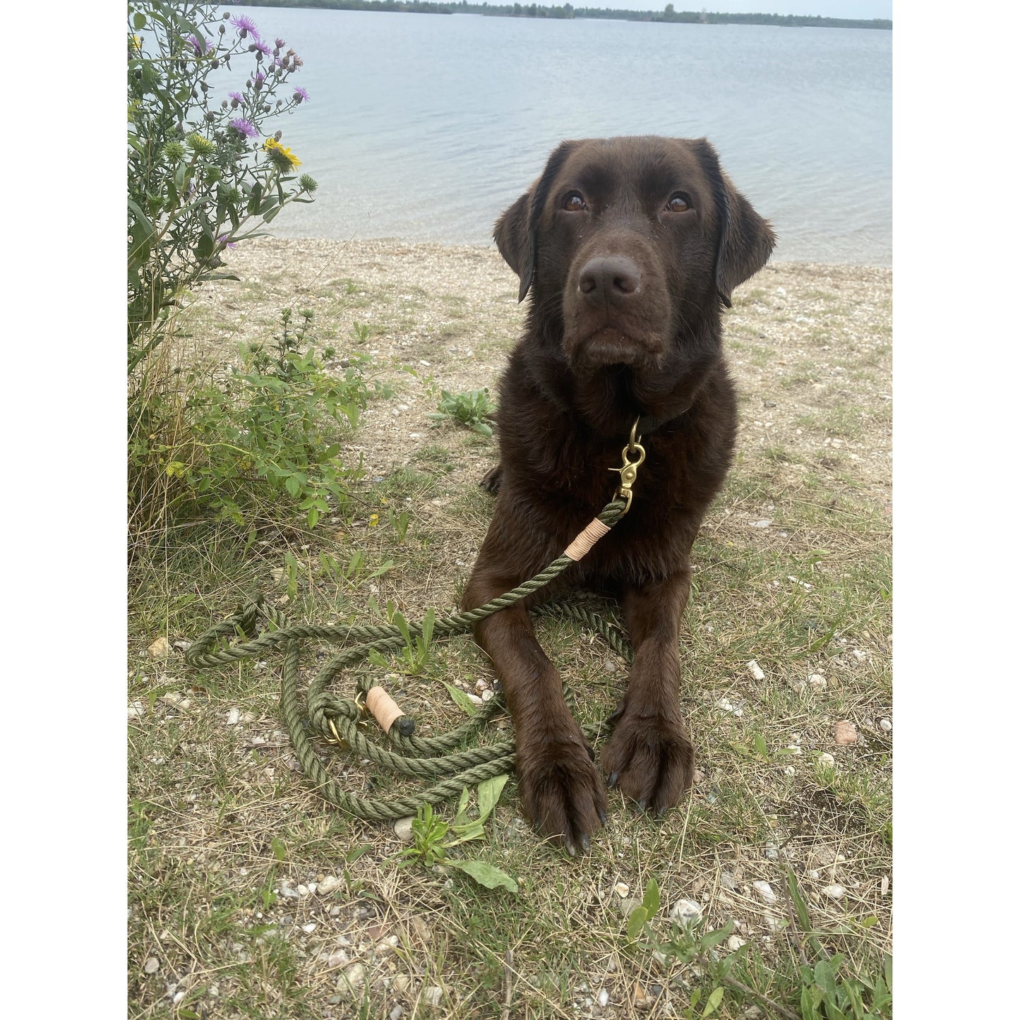 Hundeleine "Olive"