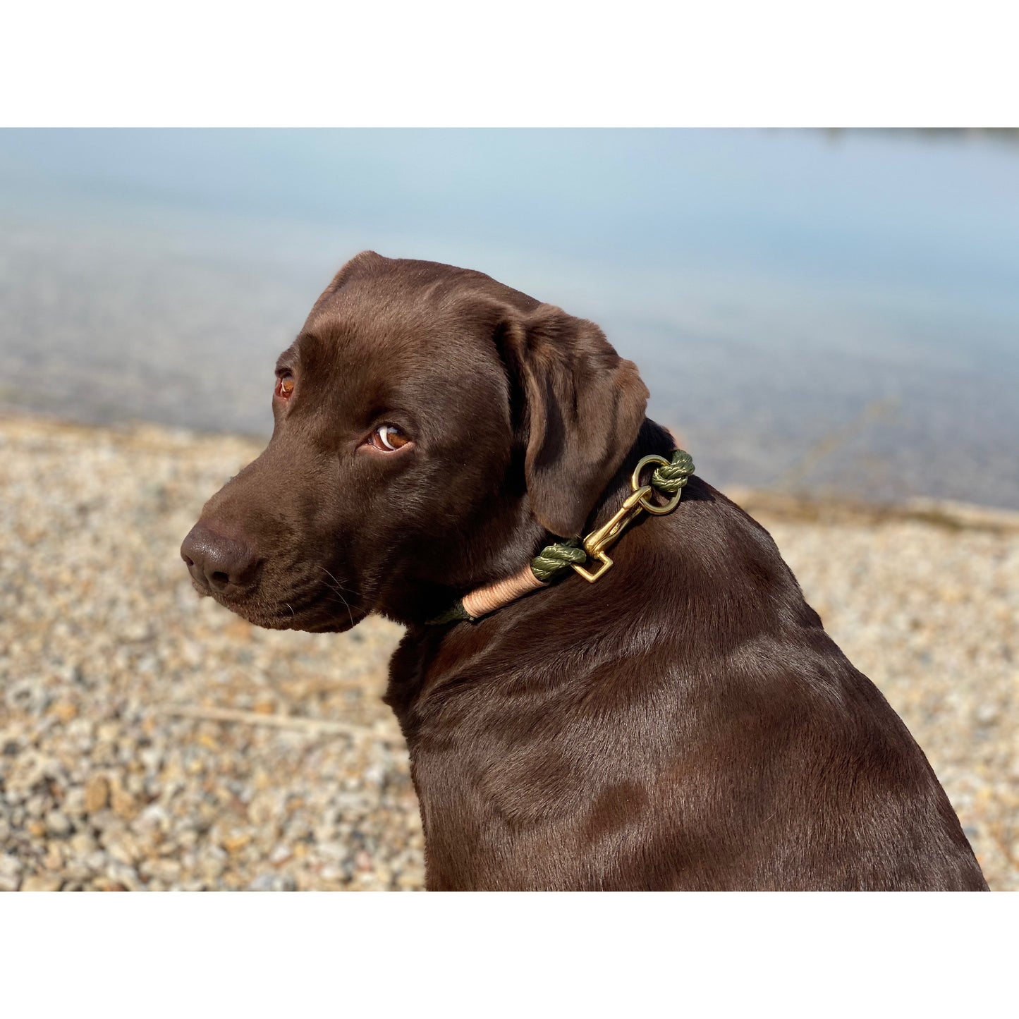 Hundehalsband Olive