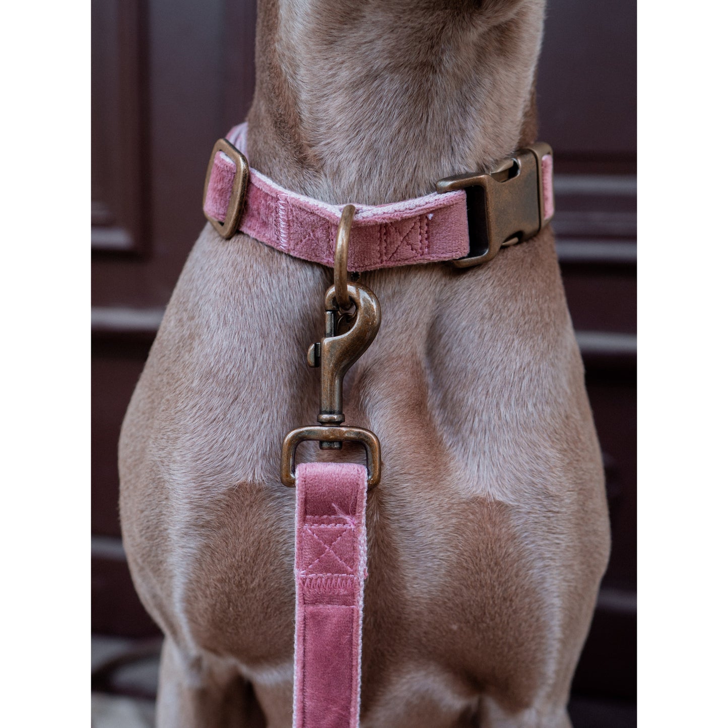 Hundehalsband Velura