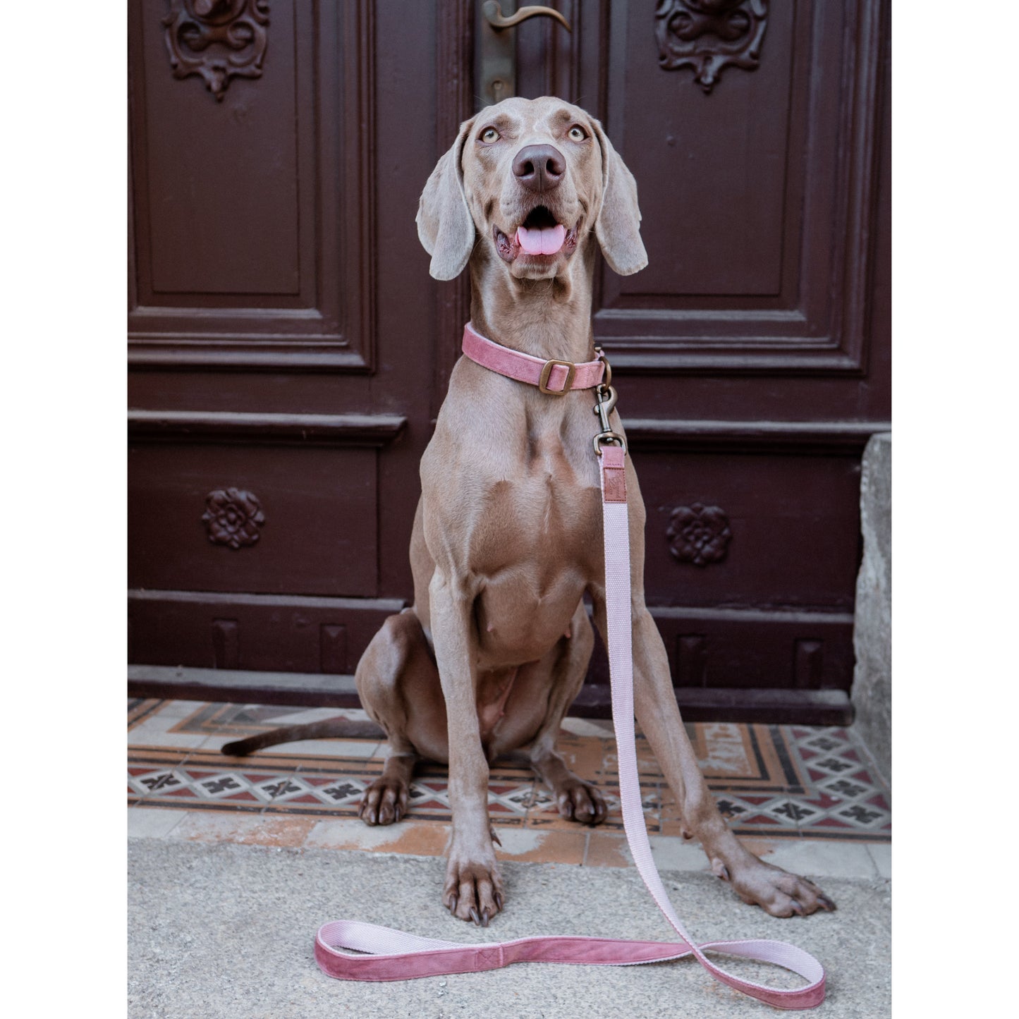 Hundehalsband Velura