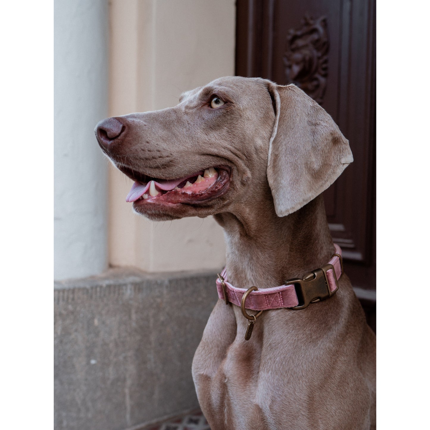 Hundehalsband Velura