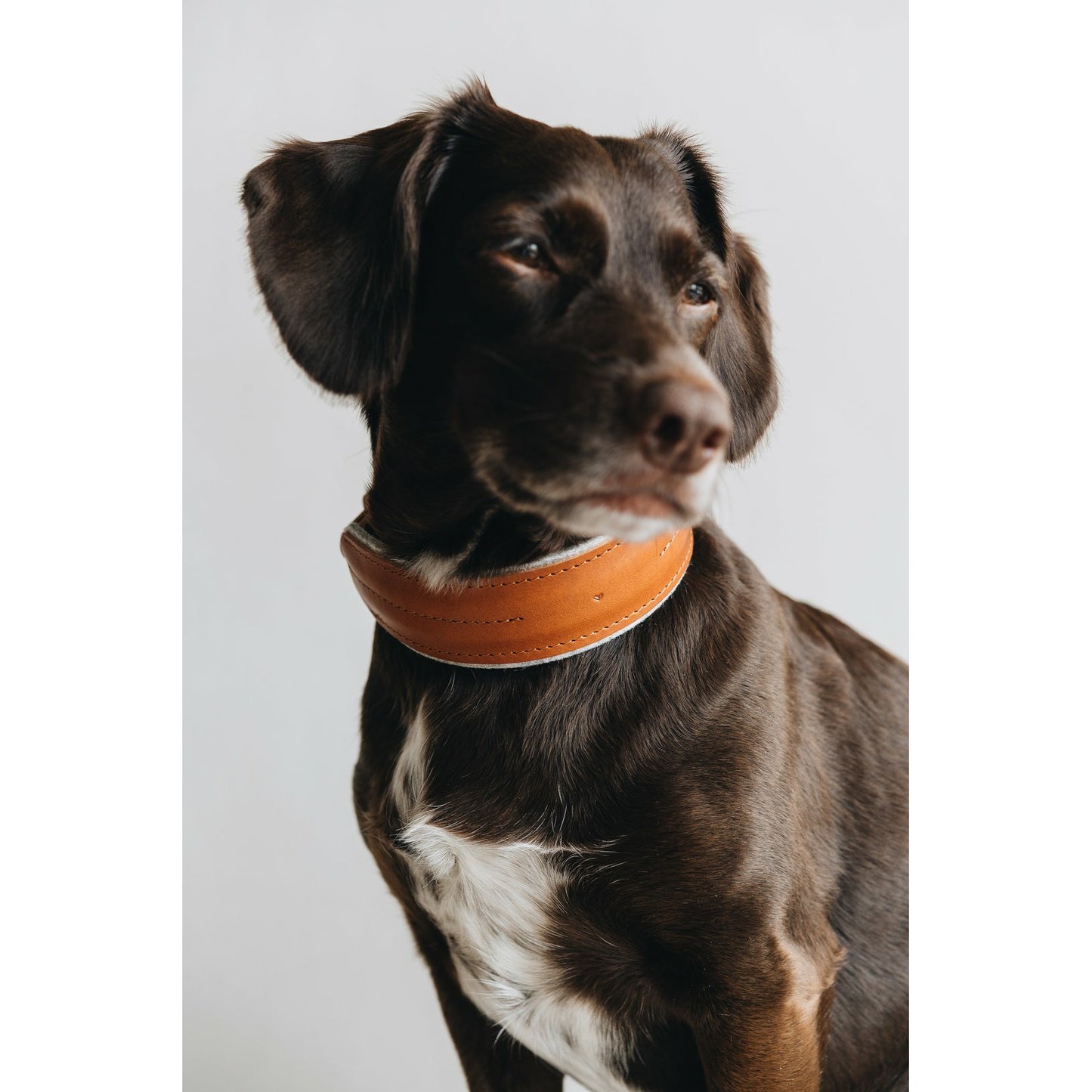 Hundehalsband Pine aus Leder und Wollfilz
